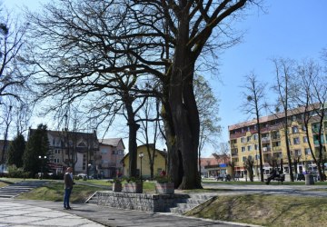 Wyniki kolejnej ekspertyzy dendrologicznej dębu