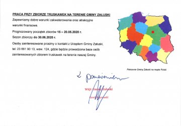 Praca przy zbiorze truskawek na terenie Gminy Załuski