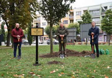 Jubileuszowy dąb szypułkowy, upamiętniający 450 – lecie nadania praw miejskich Gołdapi.