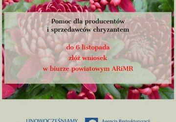 W związku z zamknięciem cmentarzy producenci i sprzedawcy chryzantem doniczkowych będą mogli otrzymać pomoc finansową