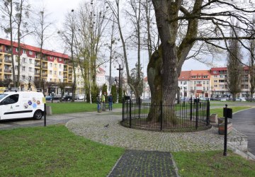 Rozpoczęły się prace nad kolejną ekspertyzą dendrologiczną naszego pomnika przyrody.