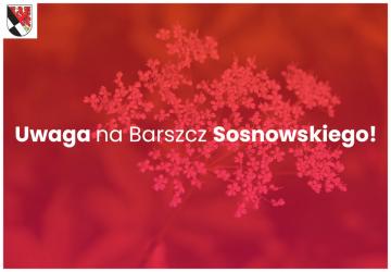 Uwaga na Barszcz Sosnowskiego!